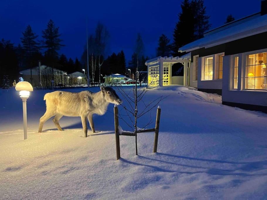 Kielo In Center Near All The Main Spots Rovaniemi Ngoại thất bức ảnh
